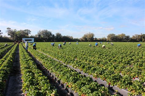 In Florida Strawberry Fields Are Not Forever Wusf News