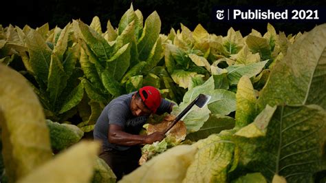 the searing beauty and harsh reality of a kentucky tobacco harvest the new york times
