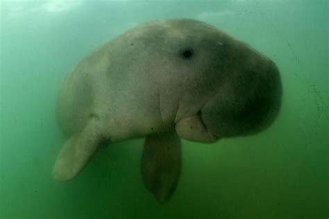 Beloved Baby Dugong Mariam Dies In Thailand With Plastic In Stomach