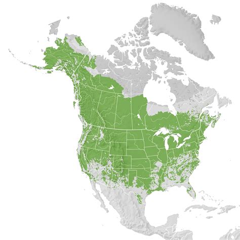 Mallard Range Map Pre Breeding Migration Ebird Status And Trends