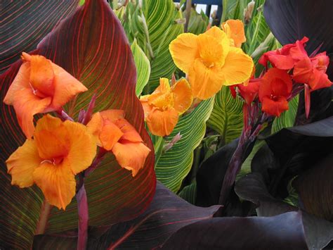How To Use Canna Lily In The Garden Hgtv