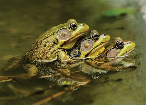 All About The American Bullfrog Grit