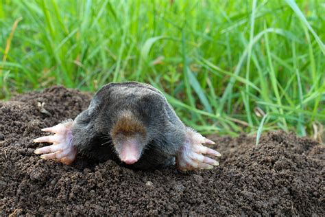 Moles Atlanta Pest Control