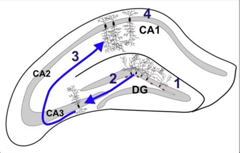 Schematic Representation Of The Connections Within The Hippocampus