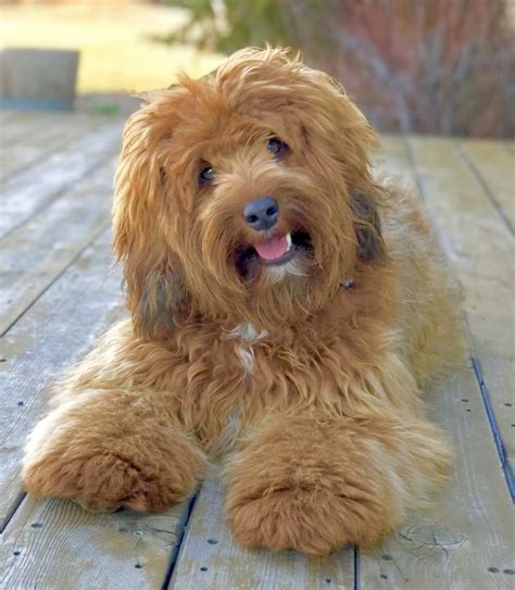 These include goldendoodles, labradoodles, aussiedoodles, bernedoodles, springerdoodles, newfypoos, cavapoos, and cockapoos. Available Labradoodle Puppies | Mountain View Labradoodles