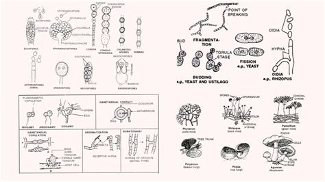 Fungi Types Of Fungi And Their Reproduction