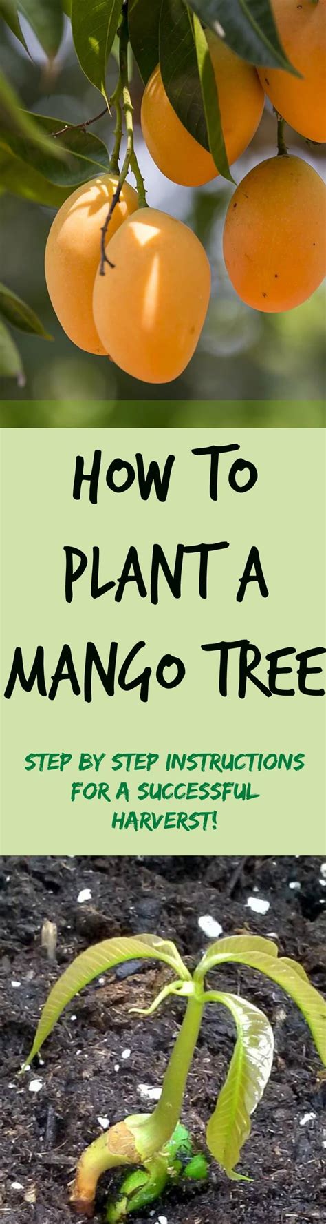 How To Plant Mango Seed Plant Instructions