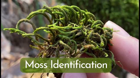 Moss Identification Guide To Common Types Of Moss Plant House Garden
