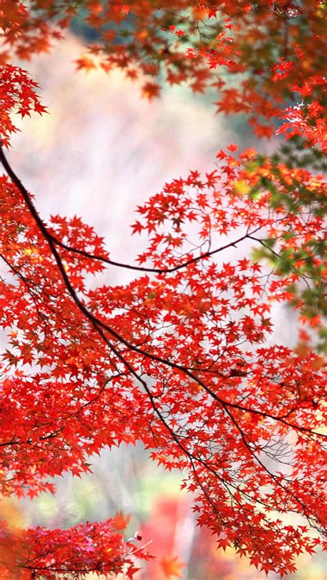 Red Maple Leaves Branch Autumn Android Wallpaper Free Download