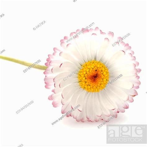 Beautiful Single Daisy Flower Isolated On White Background Cutout
