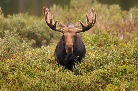 Bull Moose Portrait Roosevelt National Forest Colorado Dave