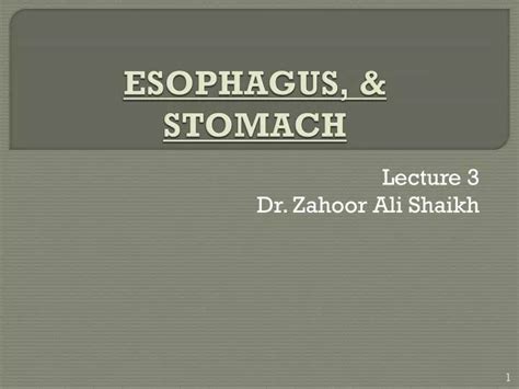 Ppt Esophagus And Stomach Powerpoint Presentation Free Download Id