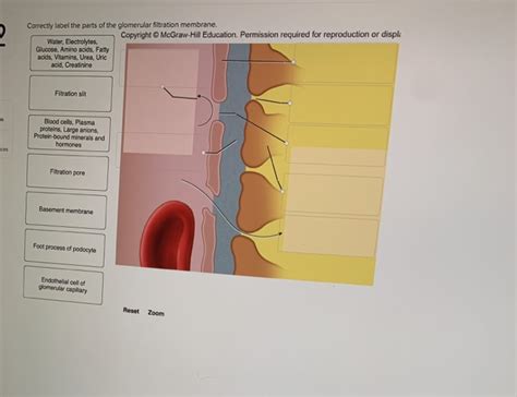 Correctly Label The Parts Of The Glomerular Chegg Com