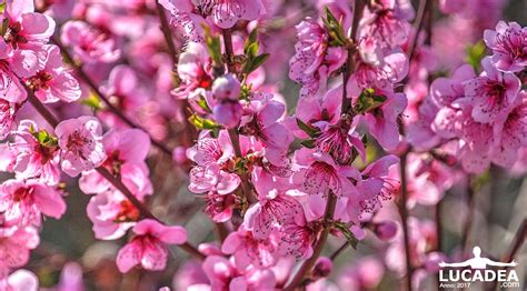 Papaveri, fiori, girasoli, immagini bellissime. Fiori rosa: un intero albero di fiori spettacolari (foto hdr)