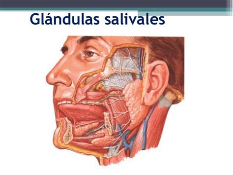 Clase De Glandulas Salivales