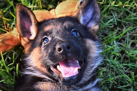 Texas Showline Gsd German Shepherd Dog Puppies For Sale Born On 05