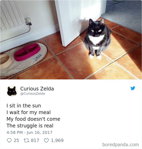Funny Tweets By Curious Zelda The Most Shocked Looking Kitty Viral Cats Blog