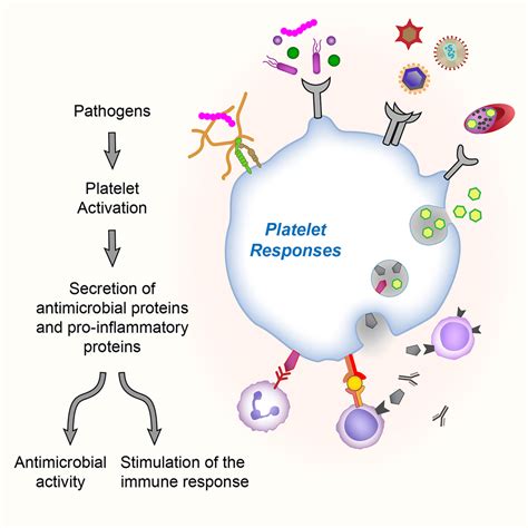 Role Of Platelets In Detection And Regulation Of Infection