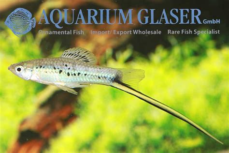 Rare Wild Type Swordtails Aquarium Glaser Gmbh