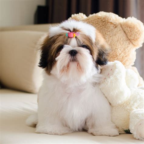 1 Shih Tzu Puppies For Sale In Texas
