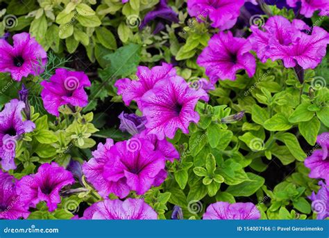 Flower Bed With Purple Petunias Close Up Petunia Flowers Bloom