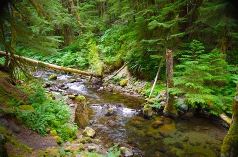 Lost Creek Loop Hike Hiking In Portland Oregon And Washington