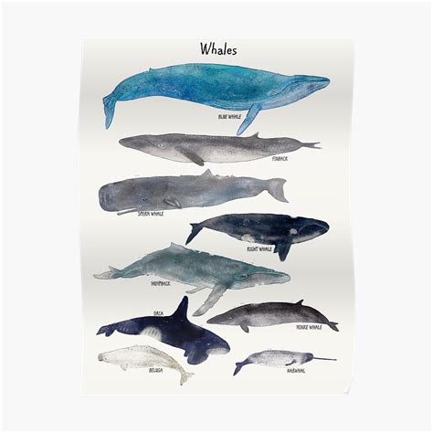 Whales Poster By Bri B Redbubble