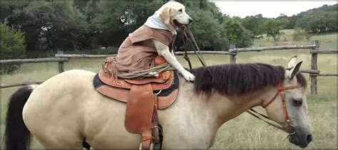 Watch Dog Rides A Horse In Human Like Fashion Ary News