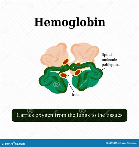 The Structure Of Hemoglobin Vector Illustration Stock Vector Image