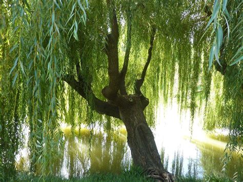 This video is for historical and educational purposes only. Weeping Willow Wallpapers - Wallpaper Cave