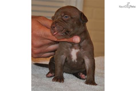Real deal chocolates working dog kennel has chocolate red nose american pit bull terriers. Meet Steeler a cute American Pit Bull Terrier puppy for sale for $800. UKC/ADBA CHOCOLATE ...