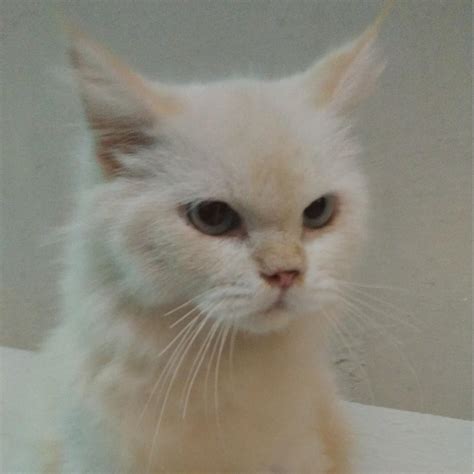 Kucing Kitten White Mainecoon Mix Angora Bukan Persia Serba Serbi