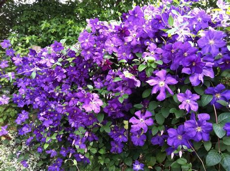 Maybe you would like to learn more about one of these? Clematis Victoria | Tuin, Klimplanten