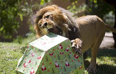 Adelaide Zoos Animals Big And Small Top Of Santas List