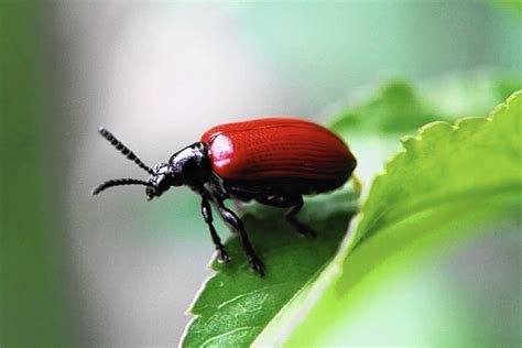 If the look like a grain of sand and black, well do they jump up periodically??? State biologists are giving away lily beetles to combat ...