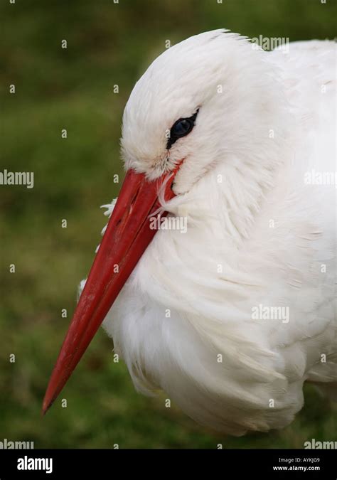 Common Stork Hi Res Stock Photography And Images Alamy