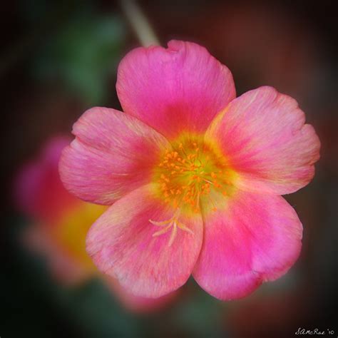 Just Pretty Purselane Blossom Samcrae Photography Flickr