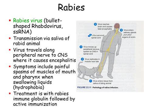 Rabies Early Symptoms In Humans Rabies Symptoms And Causes