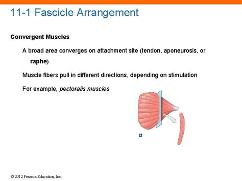 11 The Muscular System Power Point Lecture Presentations