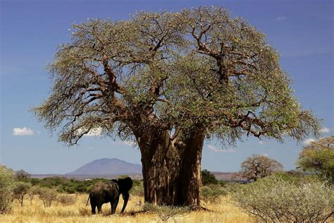 Iconic African Baobab trees dying due to "changing climate" - Oil