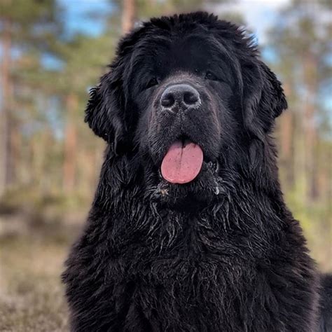 Top 92 Pictures Pictures Of A Newfoundland Dog Completed