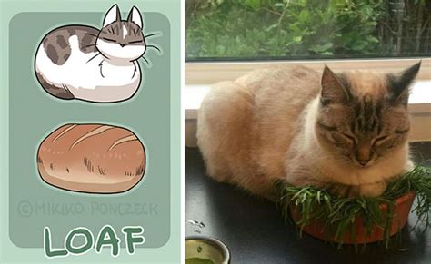 6 Cute Illustrations Prove That Cats Are More Bread Than Youd Think