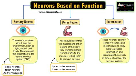 Neurons Based On Function Sensory Neuron Motor Neuron And