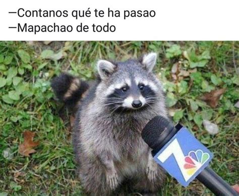 A Mi También Mepachao De Todo Mapaches Divertidos Imágenes