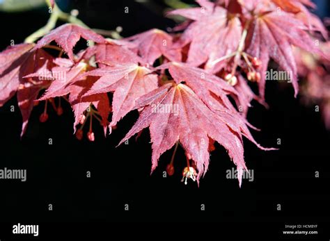 Close Up Of Red Japanese Maple Acer Palmatum Tree Leaves In Spring