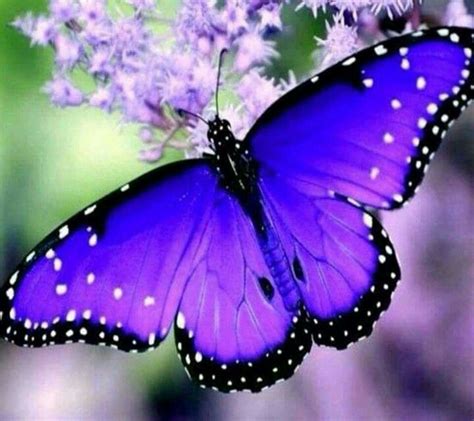 Pin By Kristy Harvey On Purple Etc Most Beautiful Butterfly