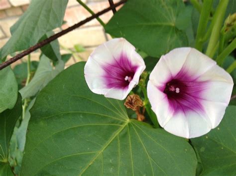 Photo Of The Bloom Of Sweet Potatoes Ipomoea Batatas Posted By