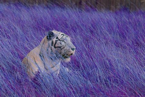 Tiger Purple Backdrop By Xdrunkenirishx On Deviantart