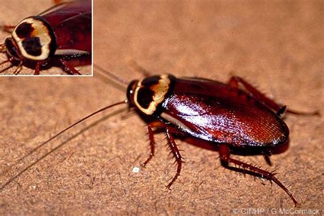 Cook Islands Biodiversity Periplaneta Australasiae Australian Cockroach
