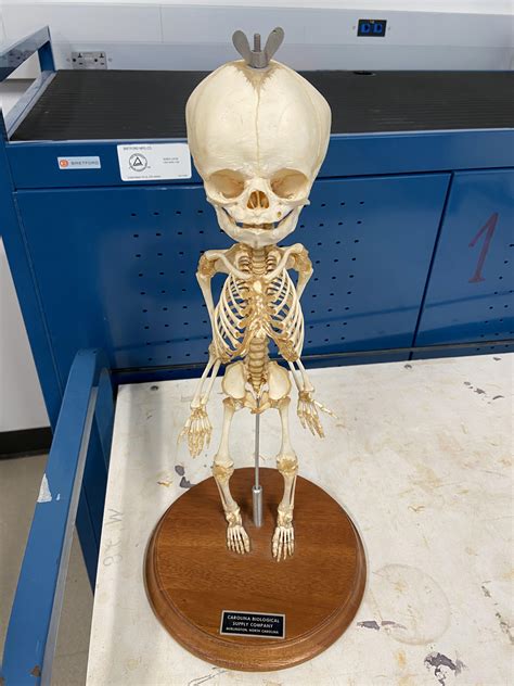 Real Baby Skeleton Roddlyterrifying